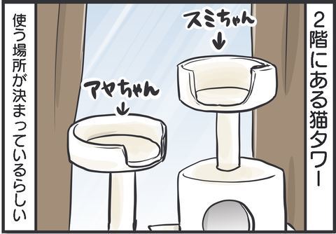 黒猫 スミ アヤ キャットタワー 場所 猫パンチ 猫
