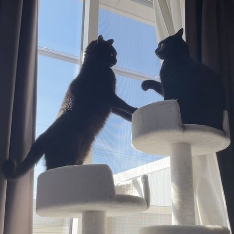 黒猫 スミ アヤ キャットタワー 場所 猫パンチ 猫