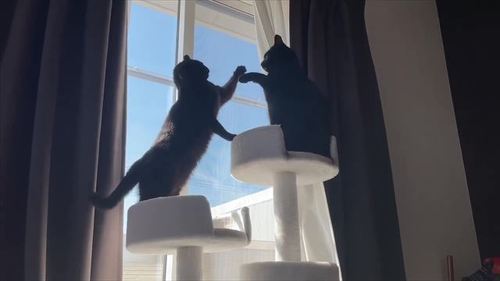 黒猫 スミ アヤ キャットタワー 場所 猫パンチ 猫