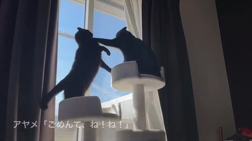 黒猫 スミ アヤ キャットタワー 場所 猫パンチ 猫