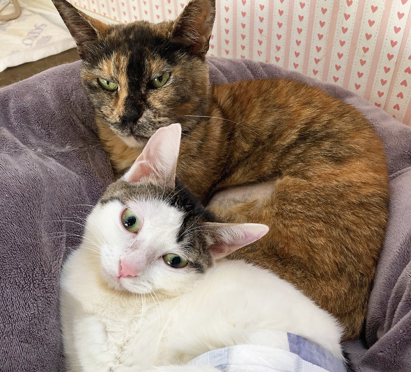 寄り添うきょうだいサビ猫 保護子猫 ビフォーアフター 保護猫