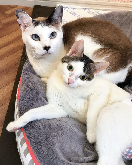 寄り添う兄弟猫