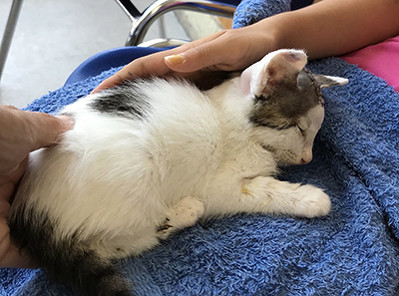 Bタオルで横になるぴいこちゃん 保護子猫 ビフォーアフター 保護猫