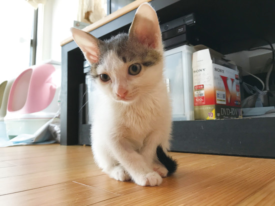 Dテレビ前のぴいこちゃん 保護子猫 ビフォーアフター 保護猫