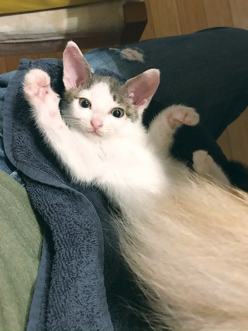 Eごろんするぴいこちゃん 保護子猫 ビフォーアフター 保護猫