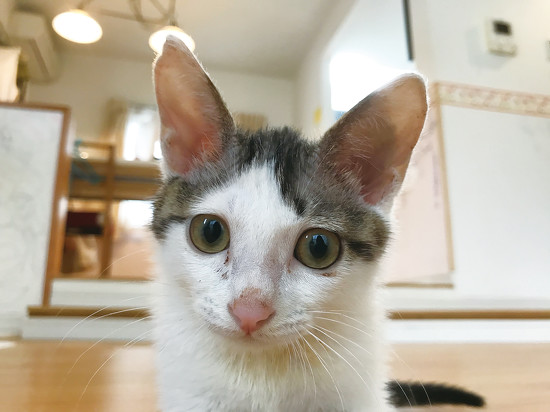 Fぴいこちゃん顔アップ 保護子猫 ビフォーアフター 保護猫