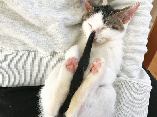 Gしっぽを抱えるぴいこちゃん 保護子猫 ビフォーアフター 保護猫