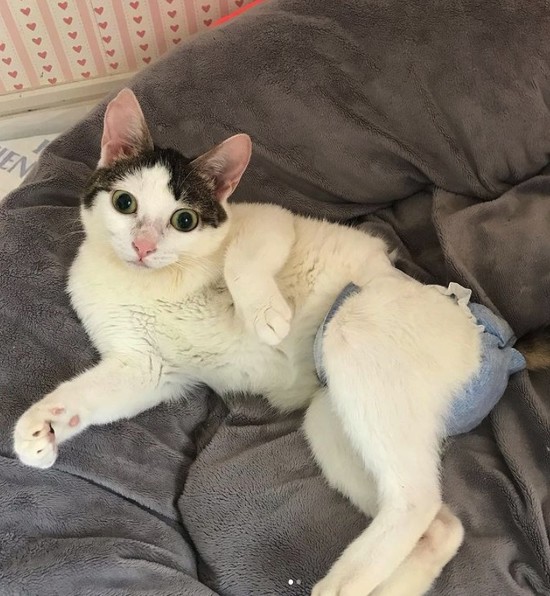 Hおむつをして寝ころぶぴいこちゃん