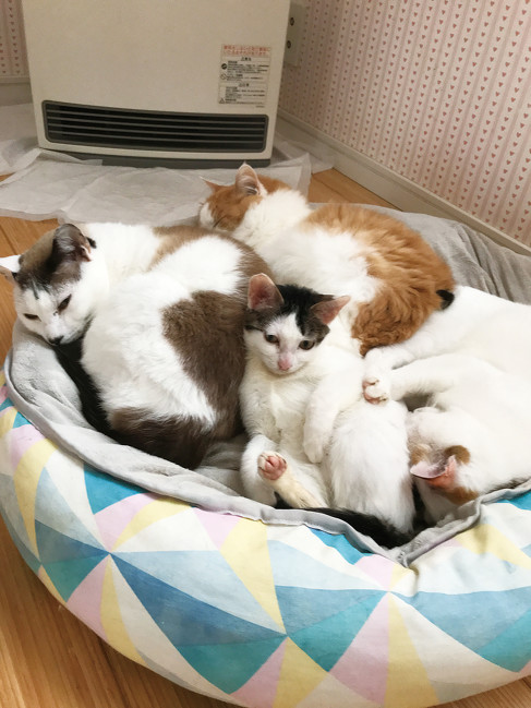 Iお兄ちゃんお姉ちゃん猫と一緒に・4匹 保護子猫 ビフォーアフター 保護猫 サビ猫