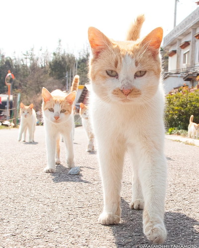 おすすめ