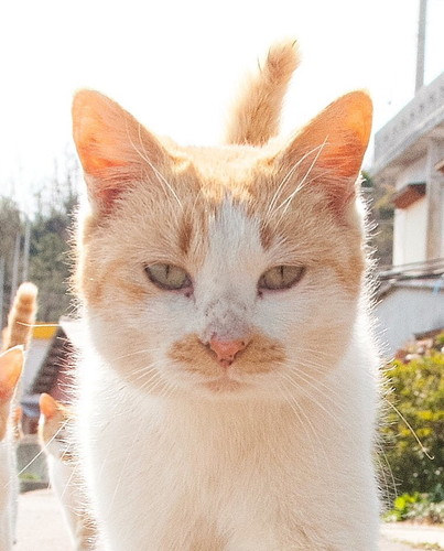 猫　地域猫　外猫　軍団　写真家　山本正義　面白かわいい
