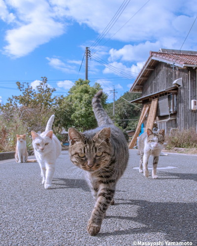 猫　地域猫　外猫　軍団　写真家　山本正義　面白かわいい