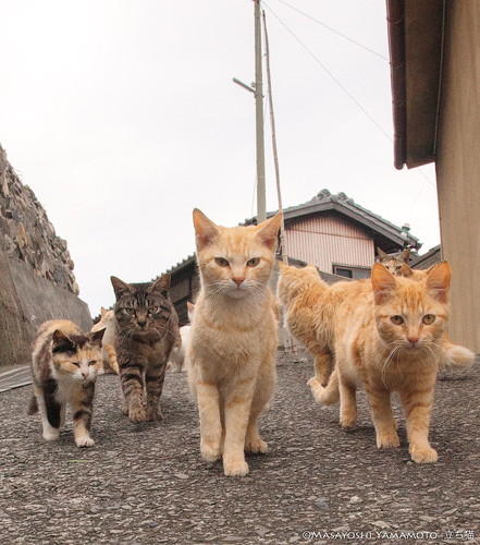 猫　地域猫　外猫　軍団　写真家　山本正義　面白かわいい