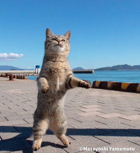 猫　地域猫　外猫　軍団　写真家　山本正義　面白かわいい
