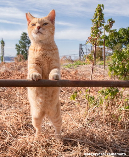 猫　地域猫　外猫　軍団　写真家　山本正義　面白かわいい
