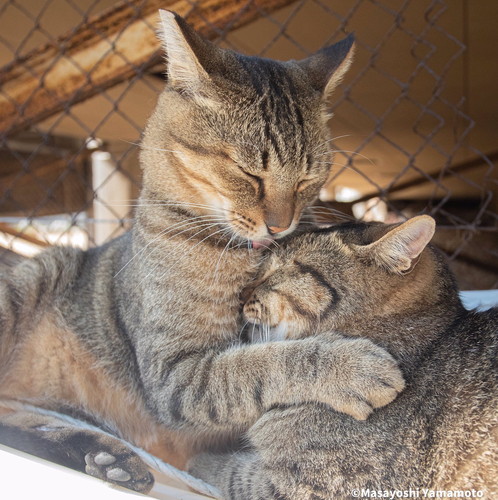 猫　地域猫　外猫　軍団　写真家　山本正義　面白かわいい