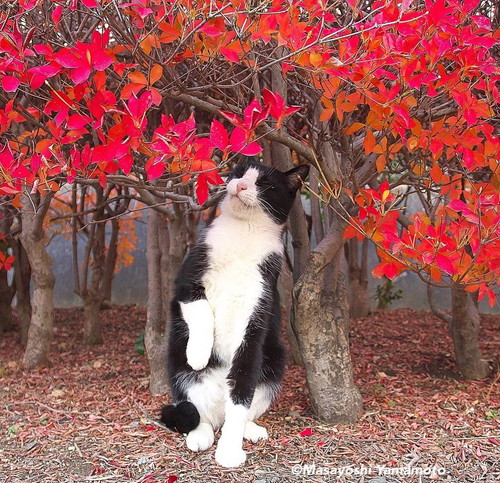 猫　地域猫　外猫　軍団　写真家　山本正義　面白かわいい