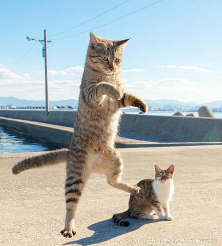 猫　地域猫　外猫　軍団　写真家　山本正義　面白かわいい