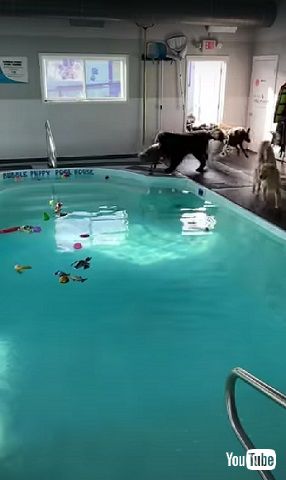 犬とプール