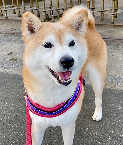 怖がり柴犬 怖がり柴犬 ヘソ天 ワンコ かわいい おもしろ