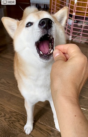 怖がり柴犬 怖がり柴犬 ヘソ天 ワンコ かわいい おもしろ