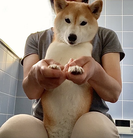 怖がり柴犬 怖がり柴犬 ヘソ天 ワンコ かわいい おもしろ