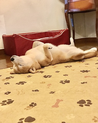 怖がり柴犬 怖がり柴犬 ヘソ天 ワンコ かわいい おもしろ