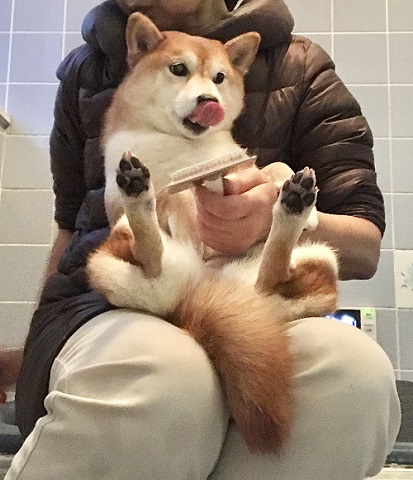 怖がり柴犬 怖がり柴犬 ヘソ天 ワンコ かわいい おもしろ