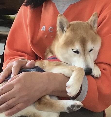 怖がり柴犬 怖がり柴犬 ヘソ天 ワンコ かわいい おもしろ