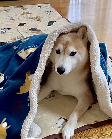 怖がり柴犬 怖がり柴犬 ヘソ天 ワンコ かわいい おもしろ