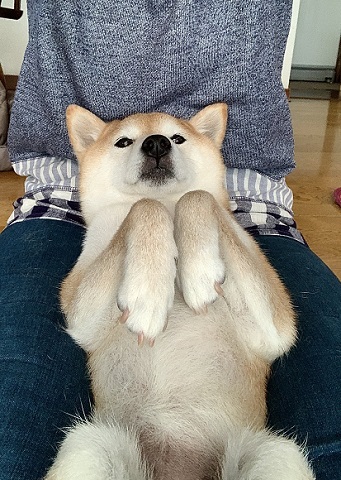 怖がり柴犬 怖がり柴犬 ヘソ天 ワンコ かわいい おもしろ