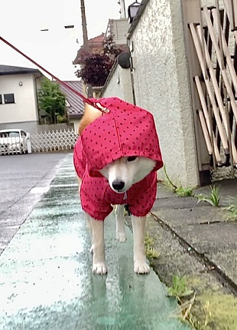 怖がり柴犬 怖がり柴犬 ヘソ天 ワンコ かわいい おもしろ