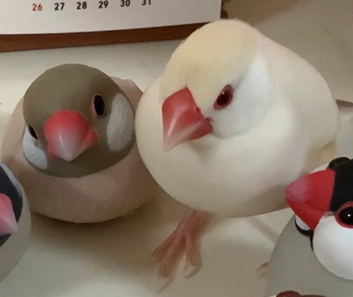 文鳥　かわいい　面白　うさぎ　クリーム文鳥