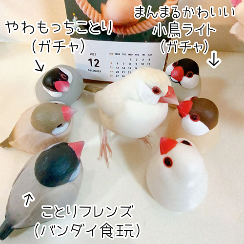 文鳥　かわいい　面白　うさぎ　クリーム文鳥