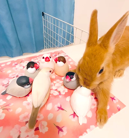 文鳥　かわいい　面白　うさぎ　クリーム文鳥