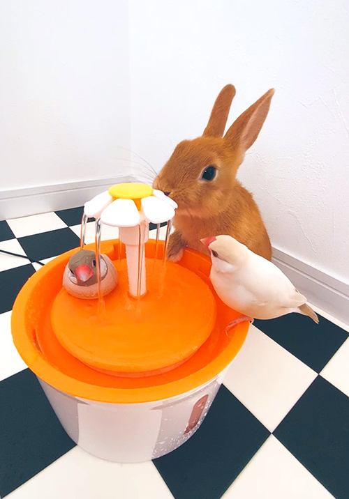 一緒にお水を飲むまるくんラビちゃん