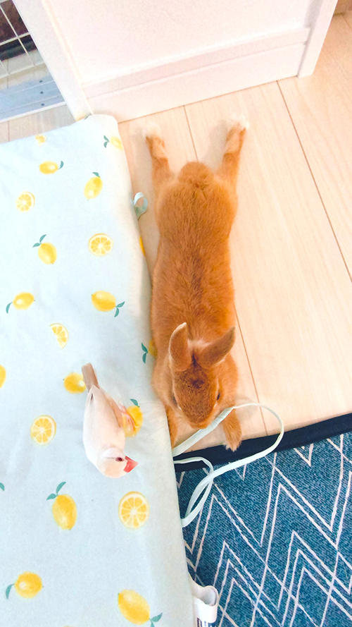 文鳥　かわいい　面白　うさぎ　クリーム文鳥