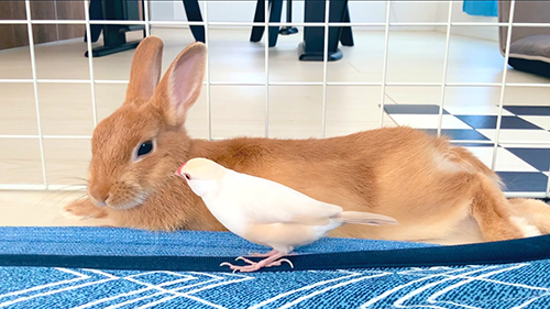 文鳥　かわいい　面白　うさぎ　クリーム文鳥