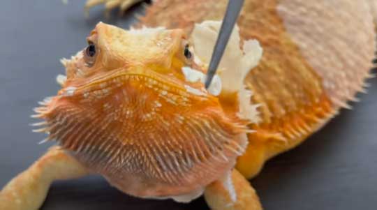 フトアゴヒゲトカゲ 鼻 幻のキノコ 脱皮 ガラ 鼻エノキ かわいい 面白動画