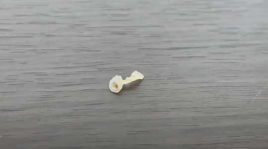 フトアゴヒゲトカゲ 鼻 幻のキノコ 脱皮 ガラ 鼻エノキ かわいい 面白動画