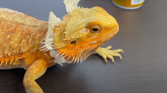 フトアゴヒゲトカゲ 鼻 幻のキノコ 脱皮 ガラ 鼻エノキ かわいい 面白動画