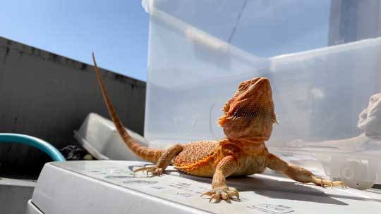 フトアゴヒゲトカゲ 鼻 幻のキノコ 脱皮 ガラ 鼻エノキ かわいい 面白動画