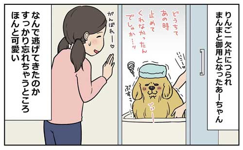 犬 お風呂 逃げる りんご 釣られ 漫画