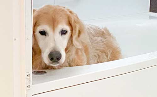 犬 お風呂 逃げる りんご 釣られ 漫画