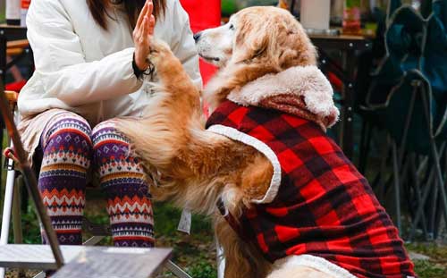 犬 お風呂 逃げる りんご 釣られ 漫画
