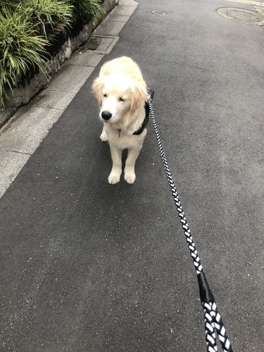 お散歩終わりでしょんもりワンコ ワンコ 表情 ゴールデンレトリバー お散歩 面白 犬