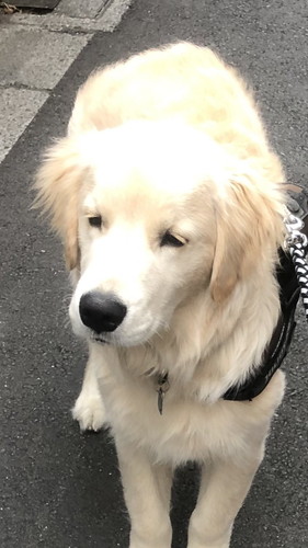 お散歩終わりでしょんもりワンコ ワンコ 表情 ゴールデンレトリバー お散歩 面白 犬