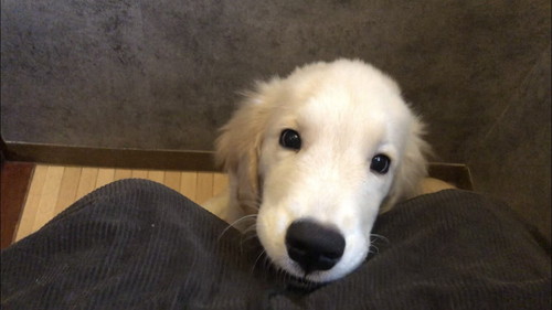 エルモくん ワンコ 表情 ゴールデンレトリバー お散歩 面白 犬