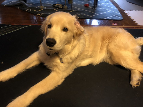 エルモくん ワンコ 表情 ゴールデンレトリバー お散歩 面白 犬