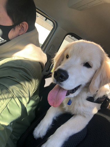 エルモくん ワンコ 表情 ゴールデンレトリバー お散歩 面白 犬